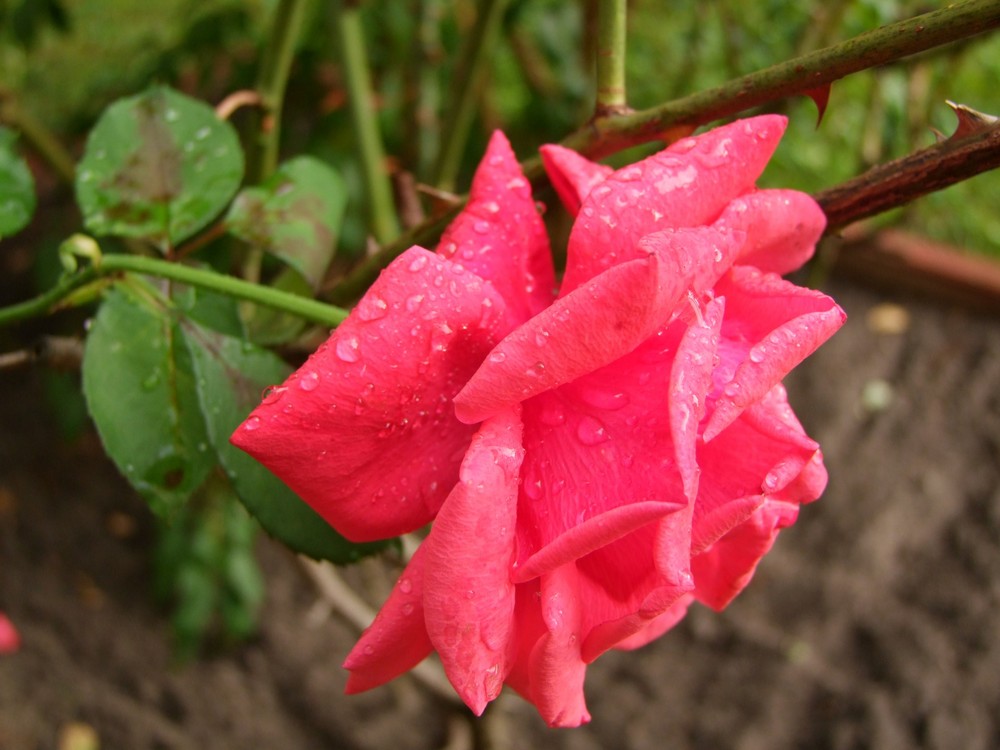 Eine Rose nach dem Regen
