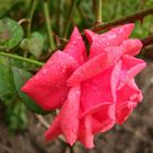 Eine Rose nach dem Regen