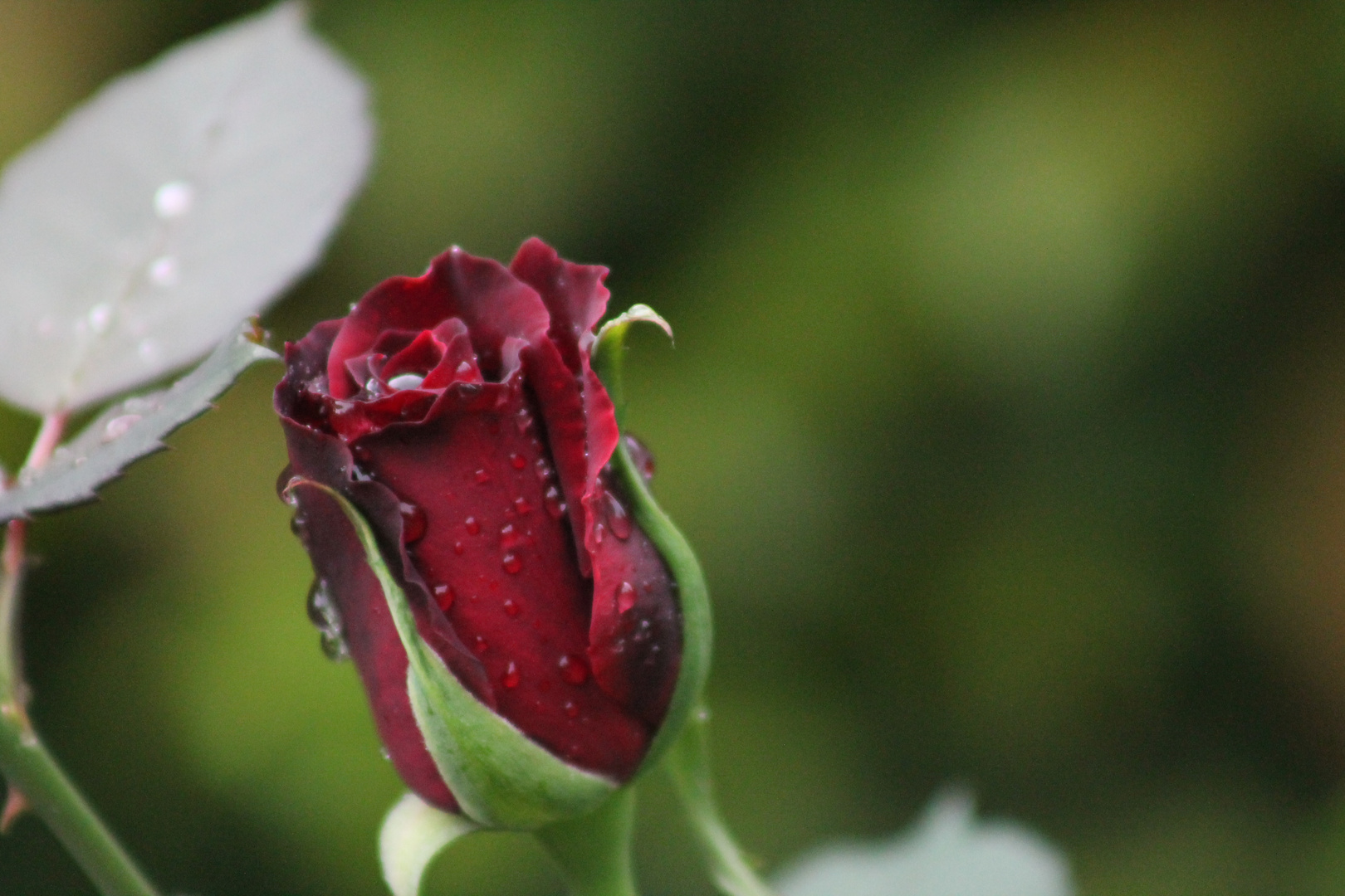 eine Rose nach dem Regen