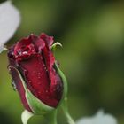 eine Rose nach dem Regen