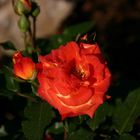 Eine Rose namens "SAMBA"