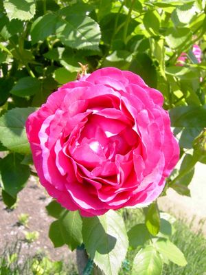 Eine Rose Namens "Ulrich Brunner"