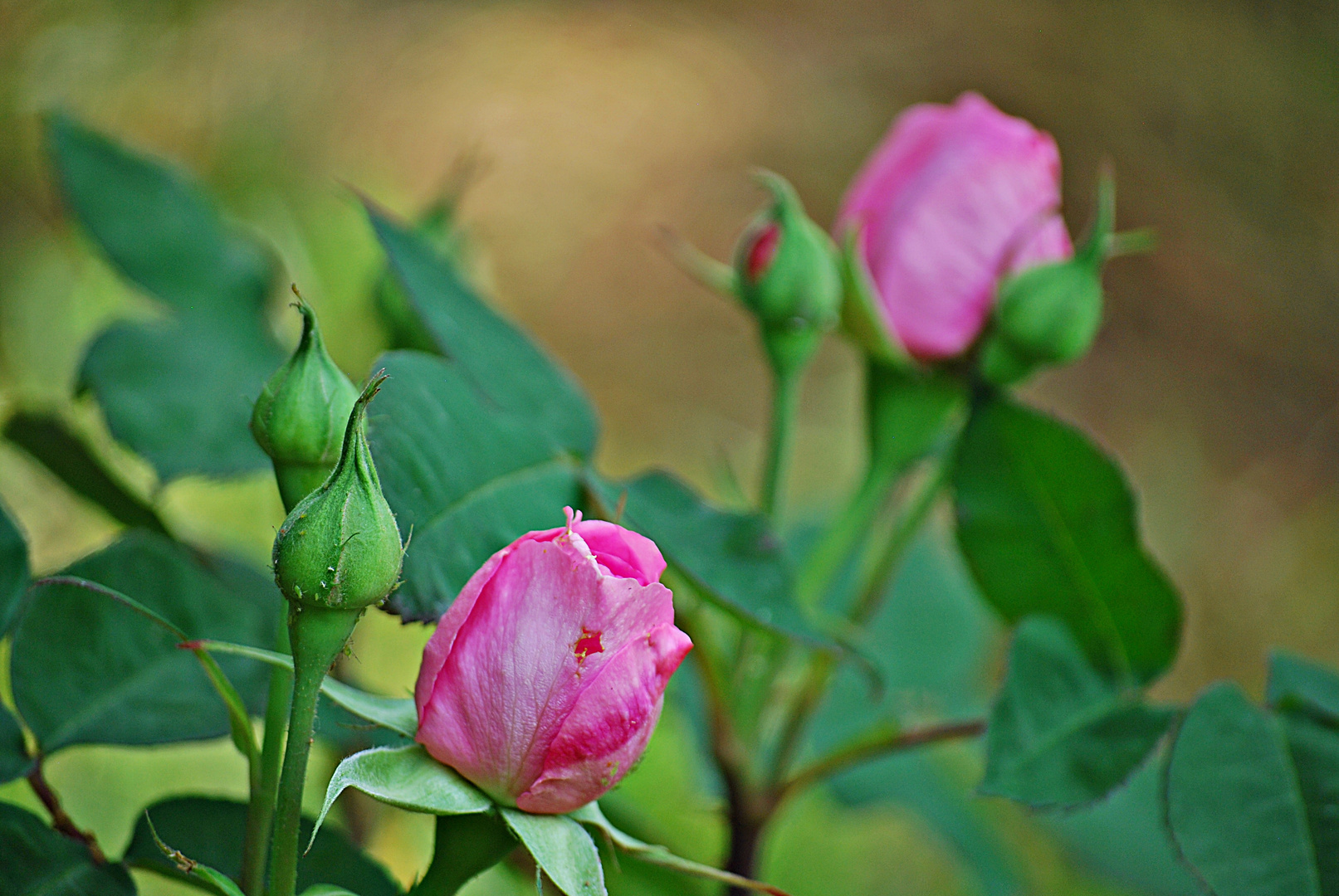 eine Rose nur für dich...