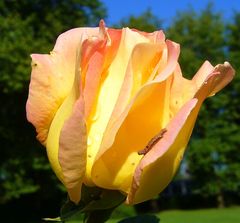 Eine Rose schmeckt bestimmt auch nicht schlecht