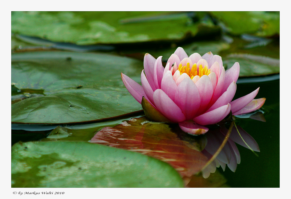 Eine Rose schwimmt im Teiche