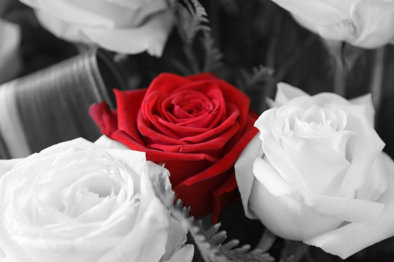 Eine Rose Spricht Alle Sprachen Der Welt Foto Bild Fotos Rot Trauer Bilder Auf Fotocommunity