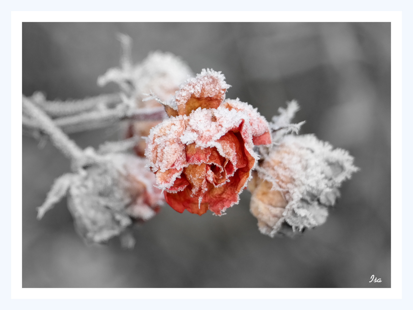 .... eine Rose trotzt der Kälte .....