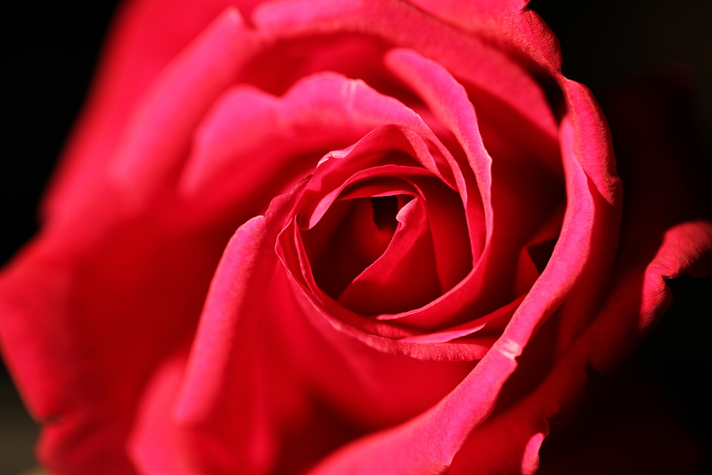 Eine Rose / Una Rosa