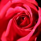 Eine Rose / Una Rosa