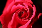 Eine Rose / Una Rosa von Rolf Hollmann 
