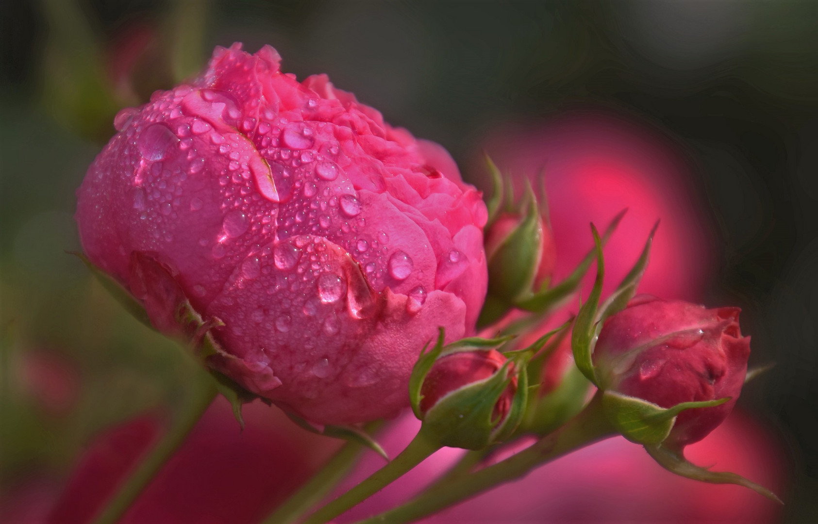 Eine Rose und der Regen....