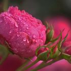 Eine Rose und der Regen....