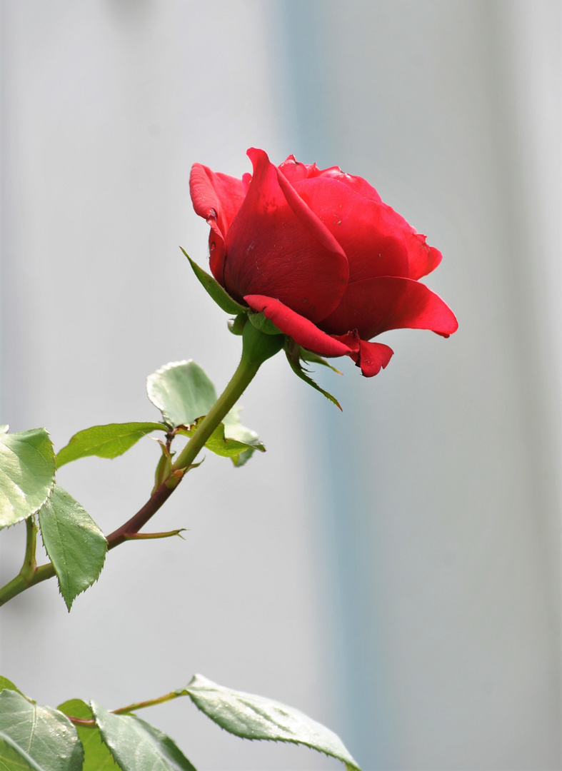 Eine Rose und eine Geschichte