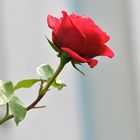 Eine Rose und eine Geschichte