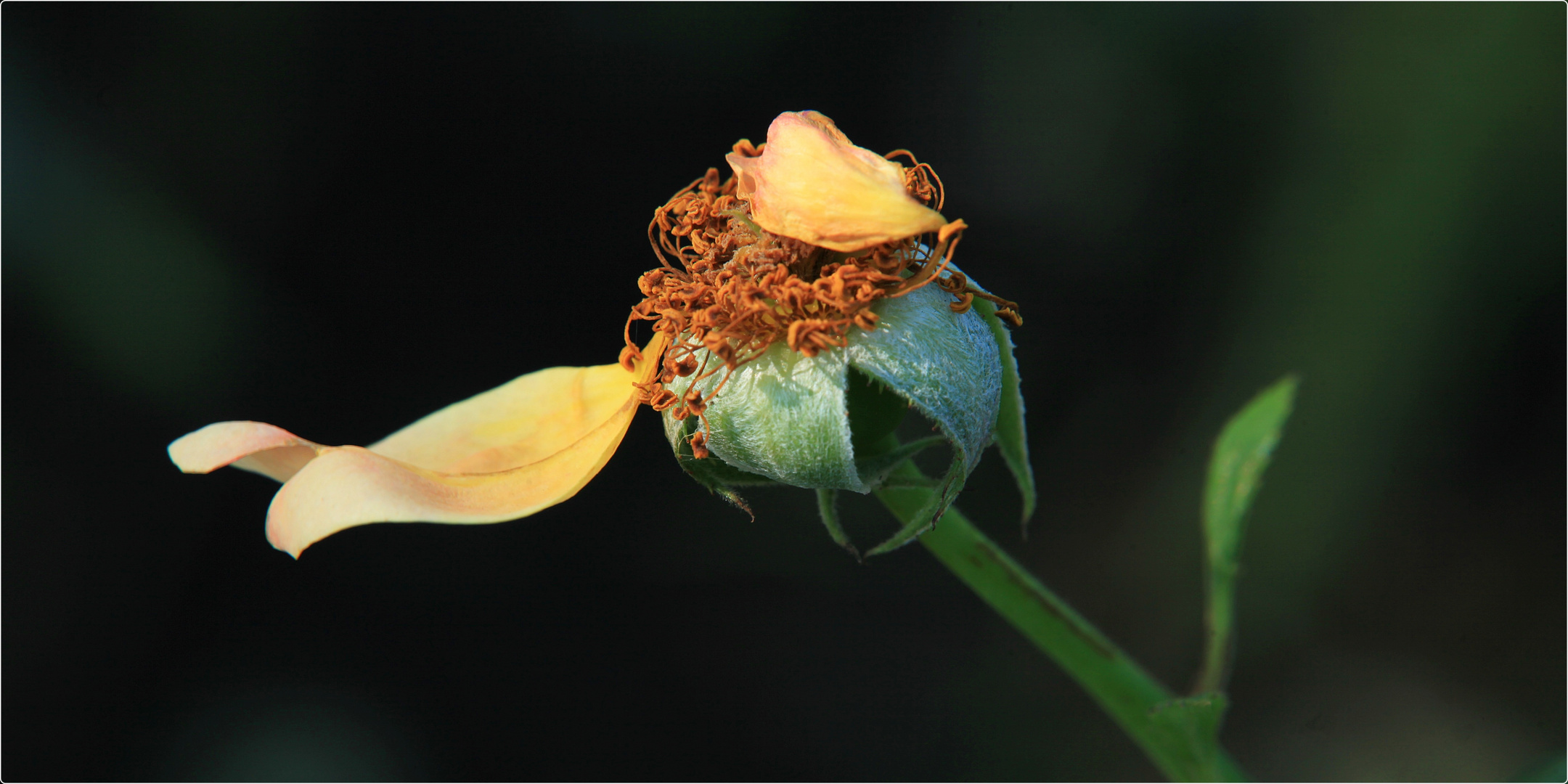 Eine Rose verblüht I