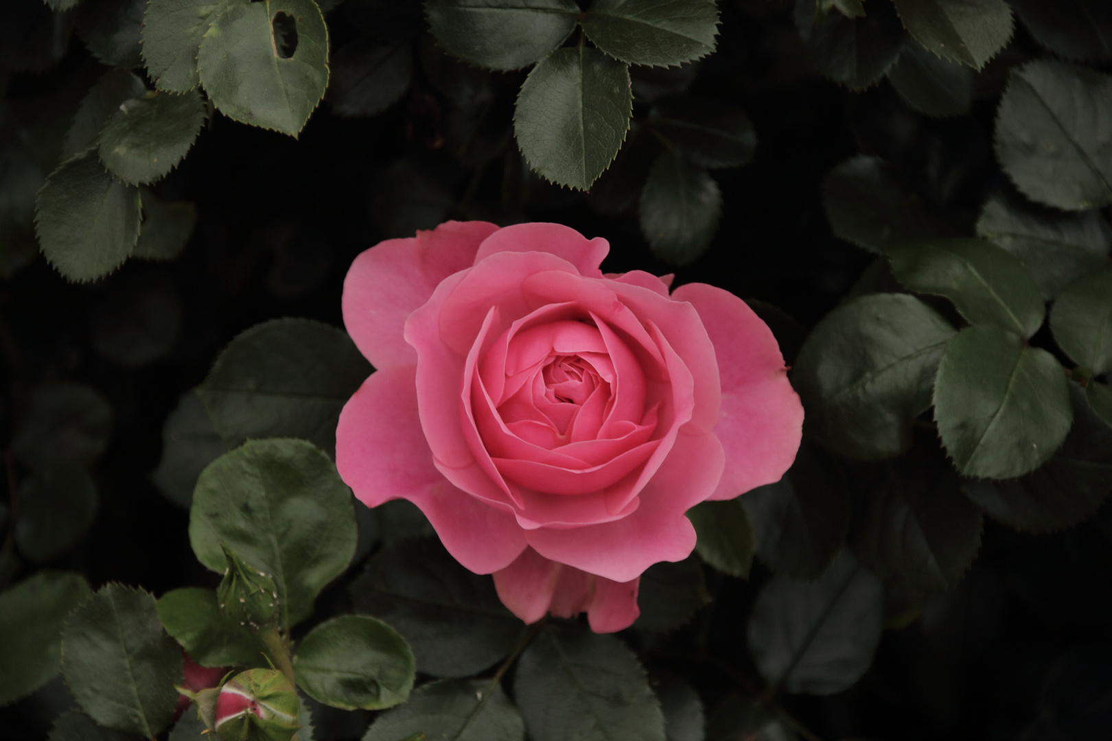 Eine Rose versteckt im grünen Hintergrund