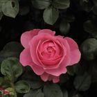 Eine Rose versteckt im grünen Hintergrund