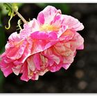 Eine Rose von Delbard