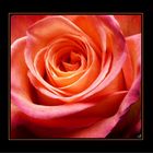 Eine Rose von meinem Schatz - 2 -