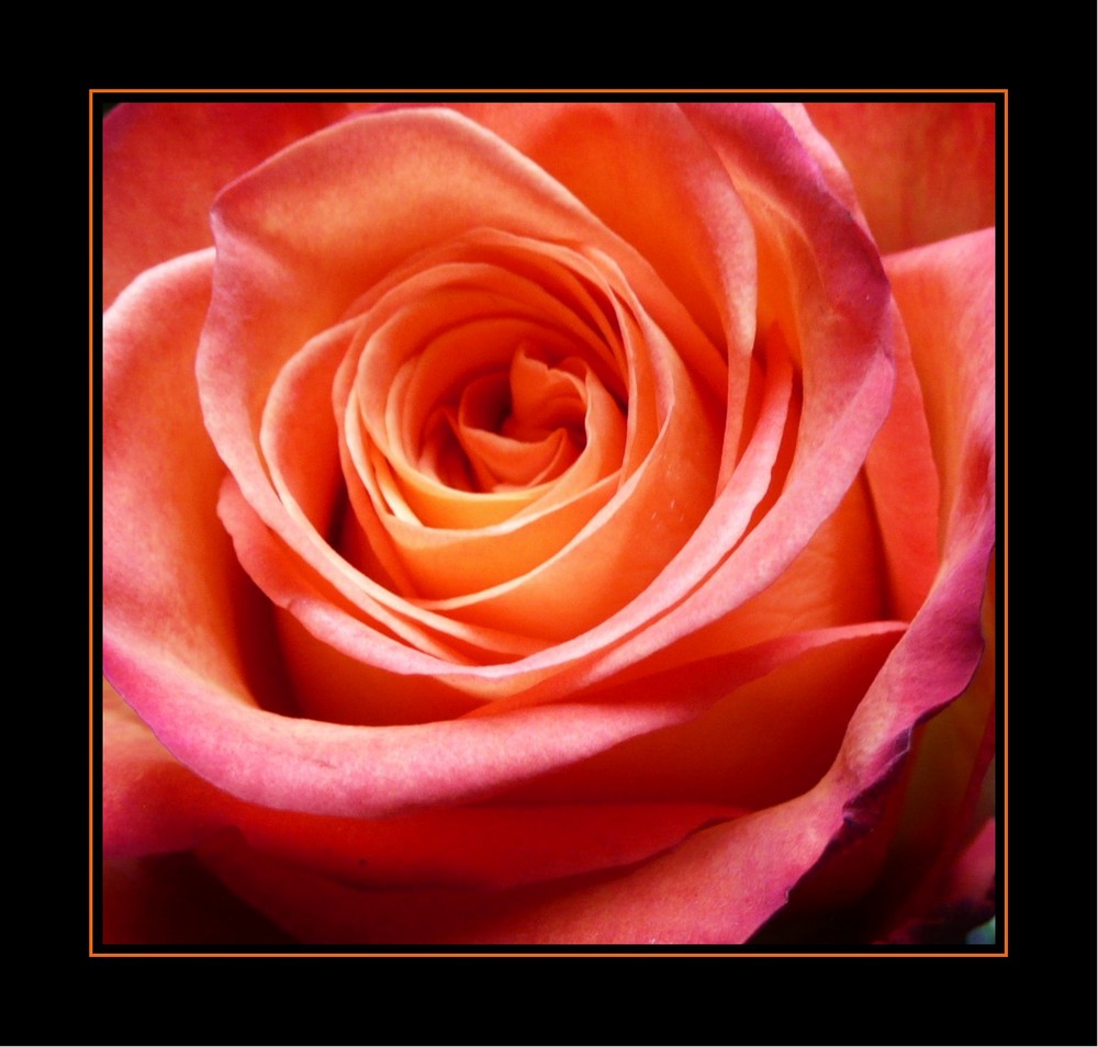 Eine Rose von meinem Schatz - 2 -