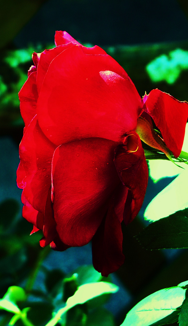 eine Rose zu Beginn der Woche für Euch