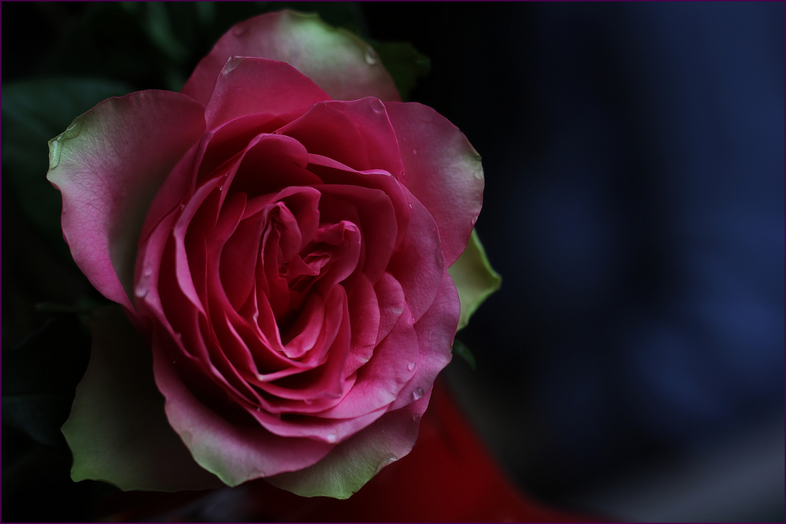 Eine Rose zum 1. Advent