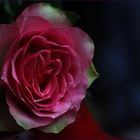 Eine Rose zum 1. Advent