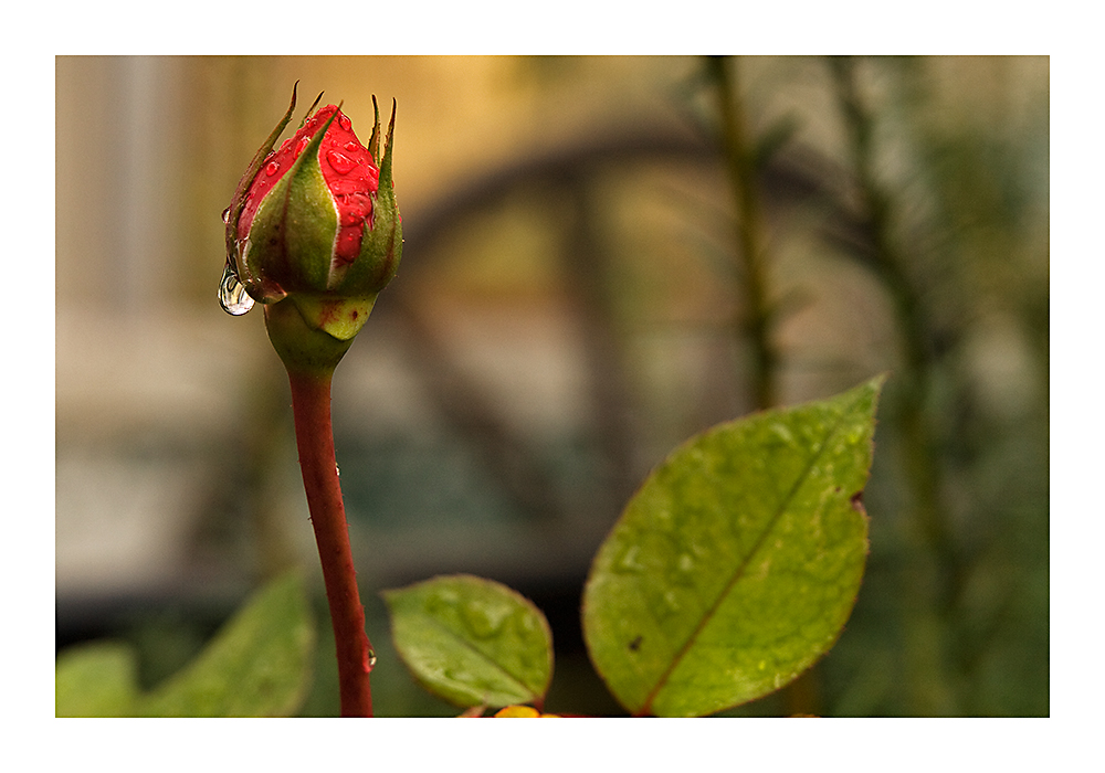 eine rose zum advent...