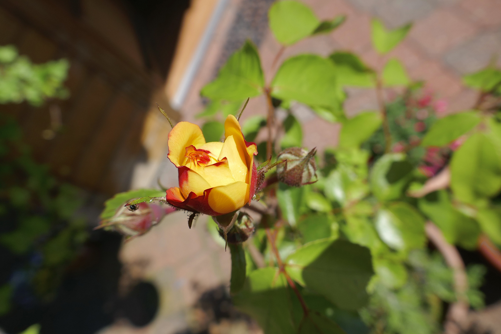 Eine Rose zum Bergfest…