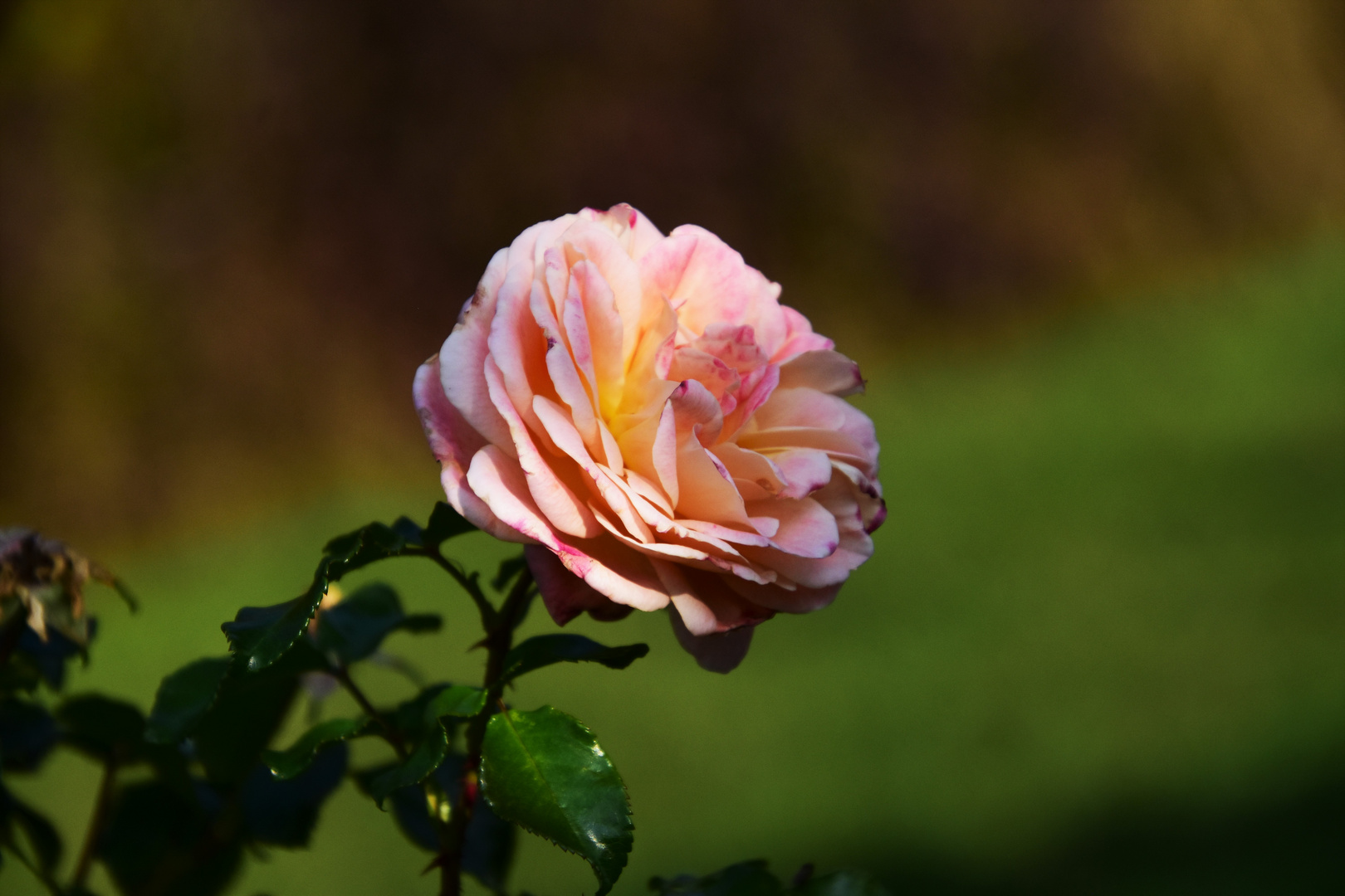 Eine Rose zum Bergfest 