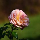 Eine Rose zum Bergfest 