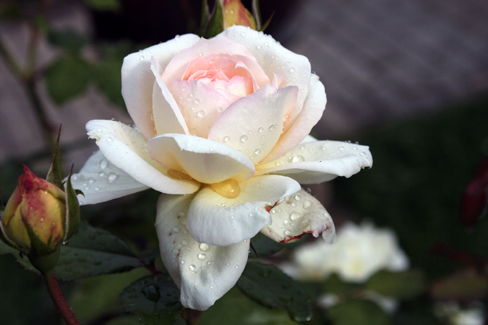 eine Rose zum fest der Liebe und Menschlichkeit