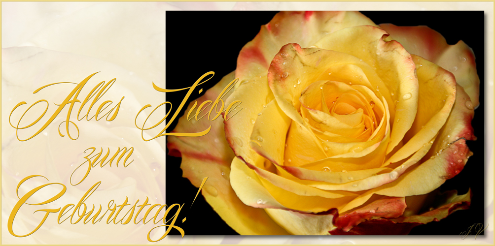 Eine Rose zum Geburtstag,