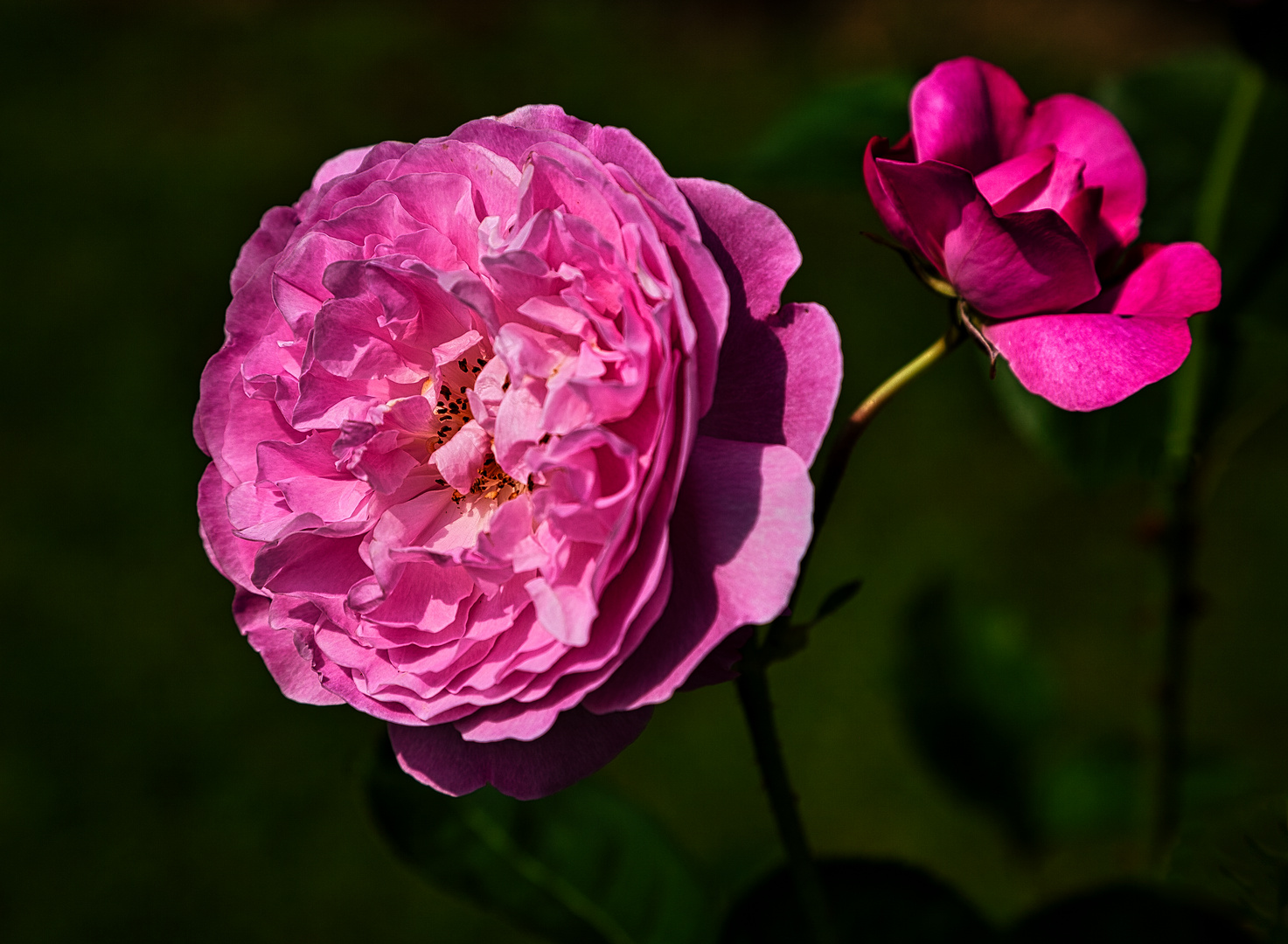 Eine Rose zum Palmsonntag