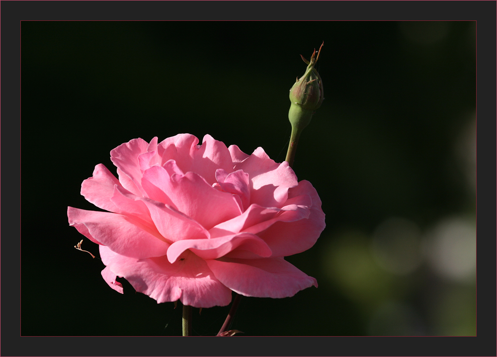 eine Rose zum Sonntag