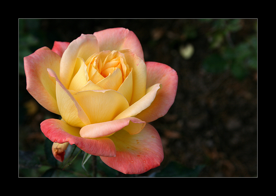 eine Rose zum Sonntag