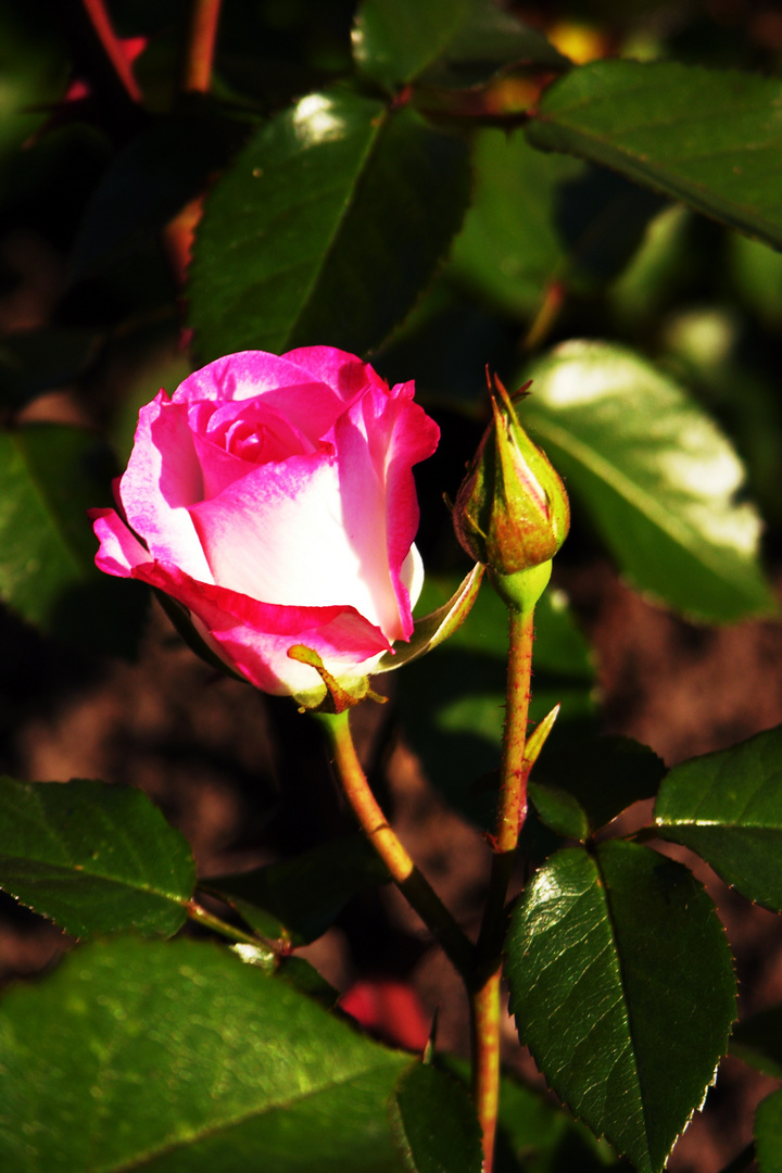 Eine Rose zum Verschenken!