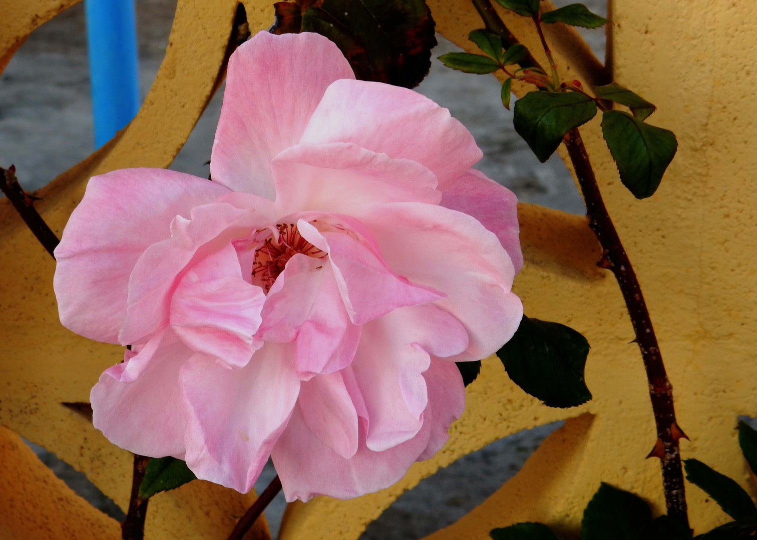 Eine Rose zum WE