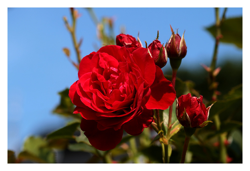 Eine Rose zum Wochenende