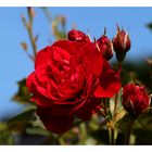 Eine Rose zum Wochenende