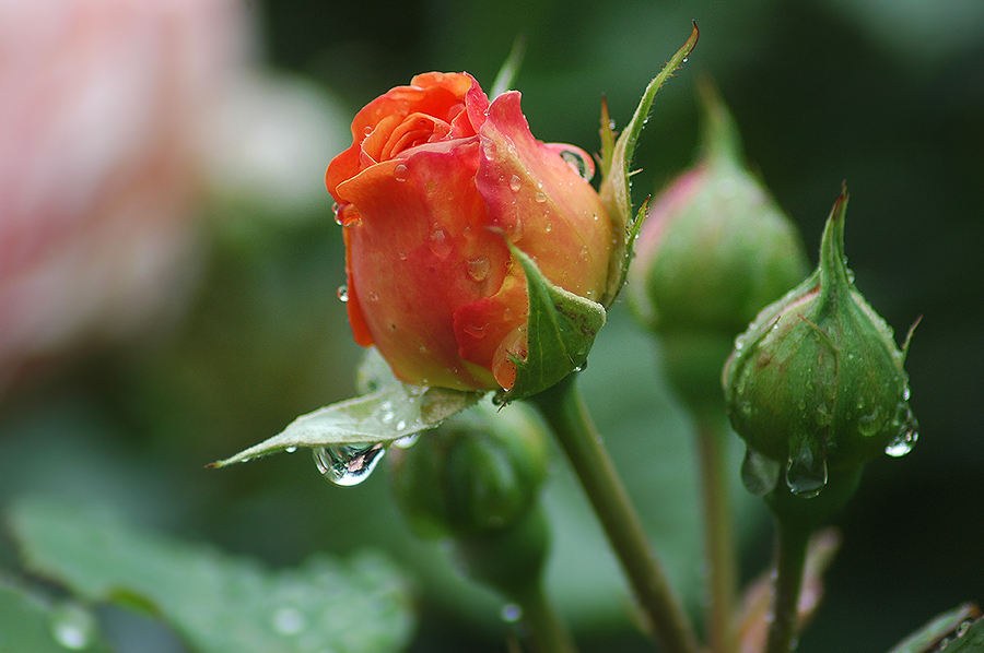 eine Rose zum Wochenende