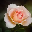 Eine Rose zum Wochenende.....