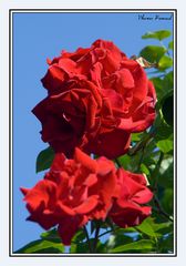 Eine Rose zum Wochenende - all denen, welche meine Bilder mögen