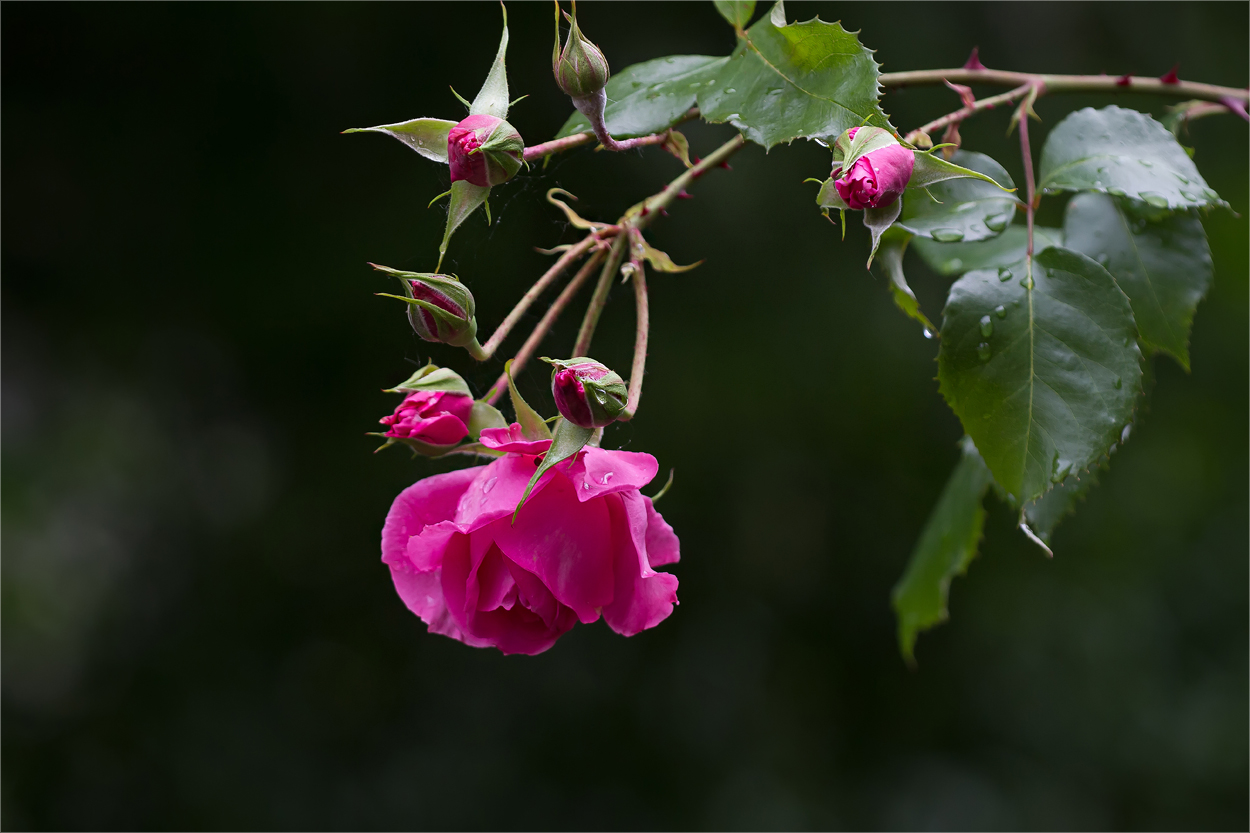 Eine Rose zum Wochenende