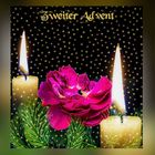 Eine Rose zum zweiten Advent