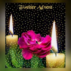 Eine Rose zum zweiten Advent