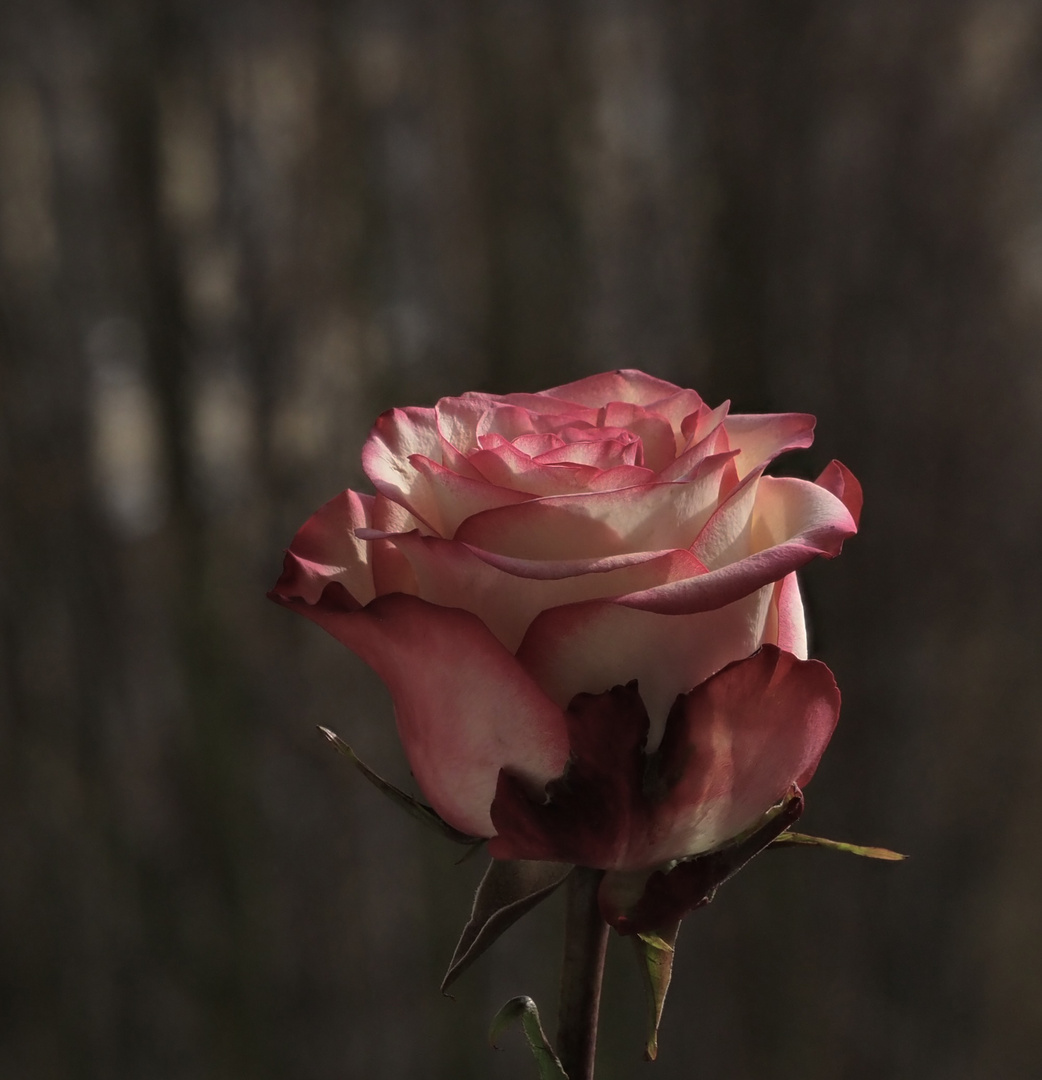 Eine Rose zur Erinnerung ...