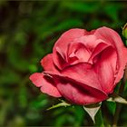 Eine Rose zur neuen Woche