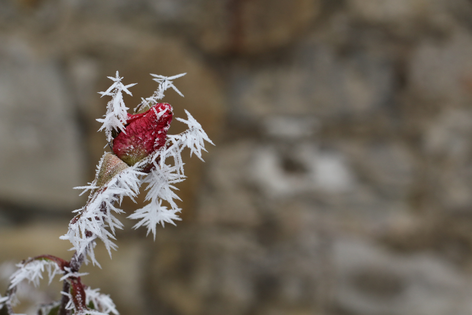 Eine Rose zwischen Dornen