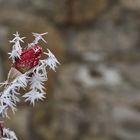 Eine Rose zwischen Dornen